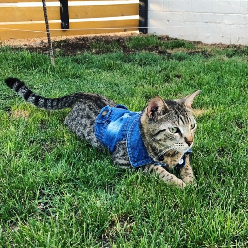 I got my cat a denim vest, and now my life has reached its zenith. 