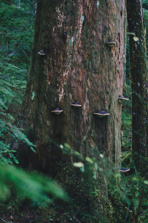 millivedder: Red belted Conks, Olympic National Forest Prints