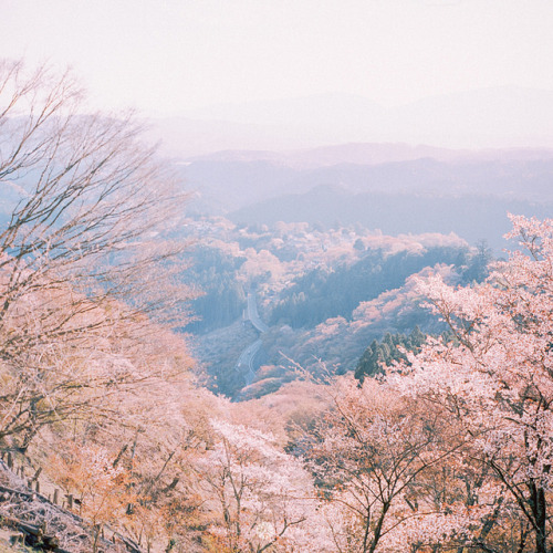 my-aeipathy: 桜咲く by Mizulys* on Flickr.