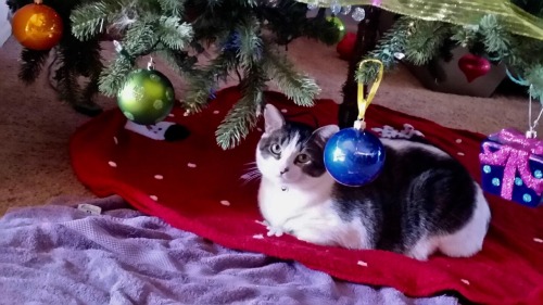 coolcatgroup:the5thyonko:Instead of destroying the tree, Pluto sits calmly underneath it because he 
