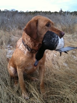 Gentleman Bobwhite