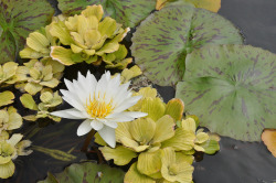 katabaticwind:   The combination of the water lettuce (chartreuse), the white waterlily and the speckled lilypads against the dark water is quite nice.  Now if only we could get the fish to stop eating the roots off the water lettuce … 