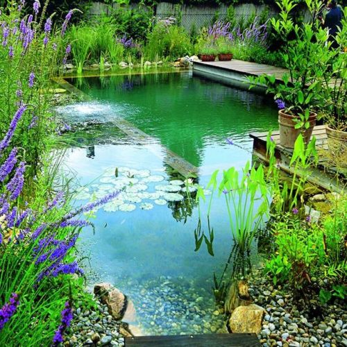 toxic-vermillion: waywardequestrian:  fromageinterrupted:  richsweettree:  sixpenceee:  Natural swimming pools are made of aquatic plants and naturally occurring bacteria that not only filter the water, they also contribute to the landscaping. (Source)