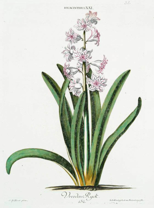 Georg Dionysius Ehret, Hyacinths from “Hortvs, nitidissimis omnem per annvm svperbiens floribvs”, 17