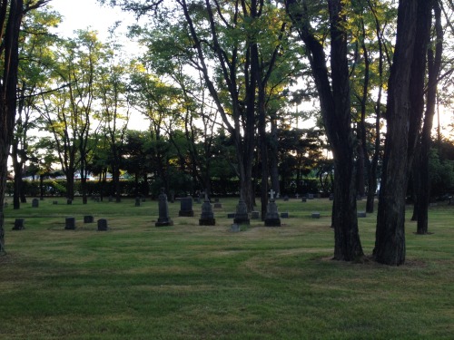 floweringplants:calvary cemetery