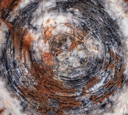 Petrified Conifer Slab (Araucarioxylon, Triassic) - Chinle Formation, Navajo County, Arizona