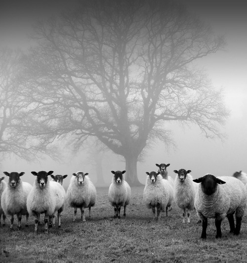 Tree Guardians by John Trent