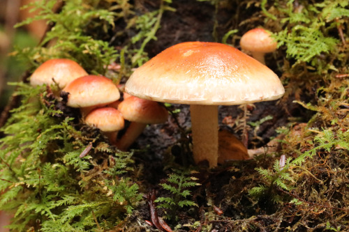 vandaliatraveler:Late October scenes from the virgin hemlock forest along Little Laurel Run. An exte