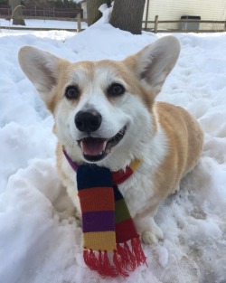 scampthecorgi:  Despite the snow, today it’s Spring!!  🌻🌸🌷🌼