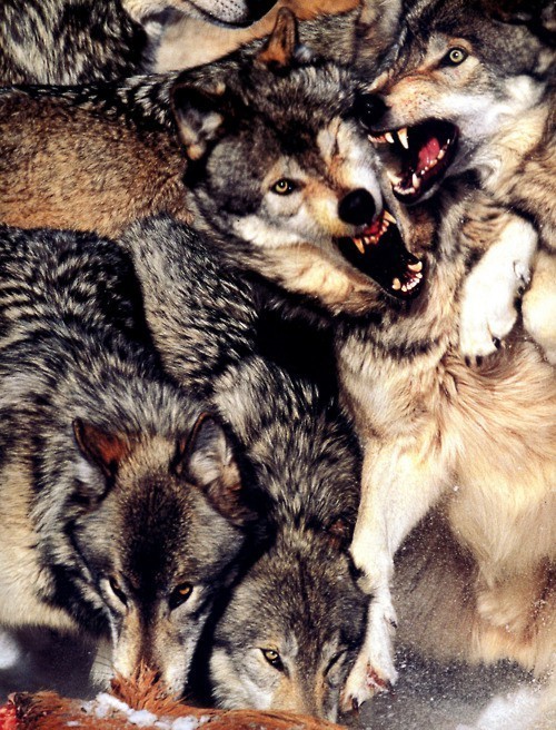 Typical attitude at any buffet lineup (Timber Wolves)