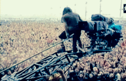 yelliw:  beautiful creatures showing their jumping skills 