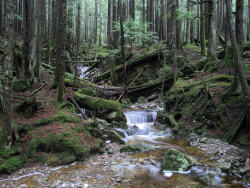 90377:   	Tributary of Boulder Creek by mtsvancouver2