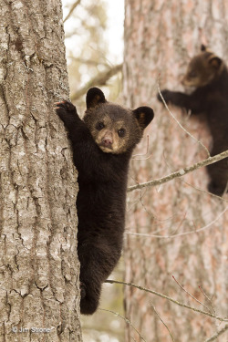 alice44:  Eli climbs aspen (the cubs have only been out of the den a few days) (via UPDATE April 24, 2013)