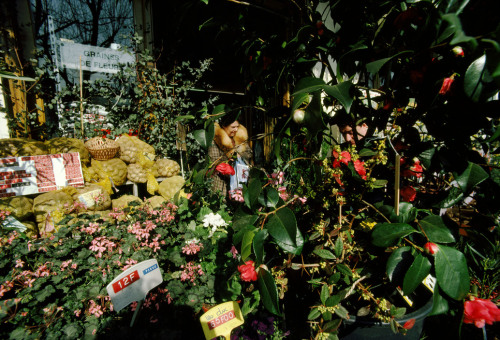20aliens:  FRANCE. Paris. 1st arrondissement. ‘Quai de la Mégisserie’ (flowers and animal market). 1985. By Harry Gruyaert. 