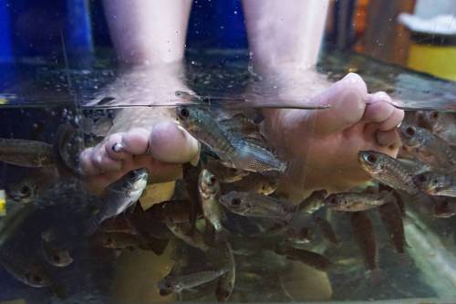 Hemos pobado la pedicura de peces | We tried the fish pedicure #fishpedicure #苏州 #旅行 #复旦大学 #中国 #快乐