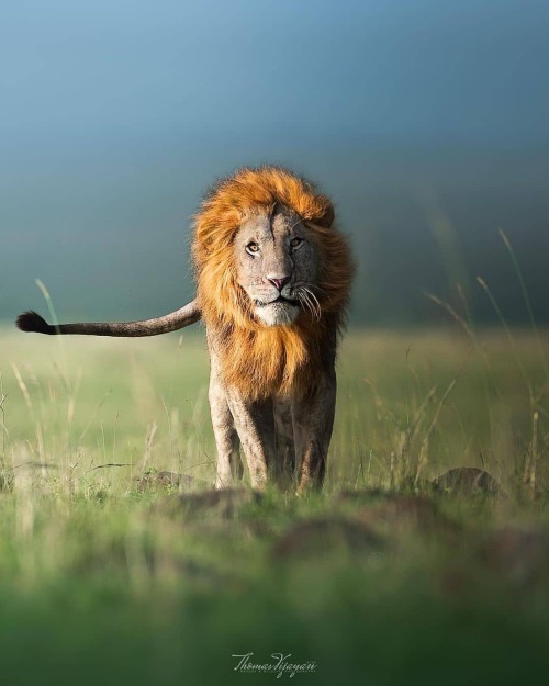 Photo by @thomasvijayan Tale of the tail! #lion #wild #nature #wildlife #animals #natures #igs_afric