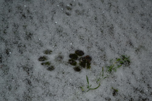 swedishvikingwoman:  Winter is finally here, i hope the snow will stay until next year :) 