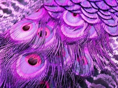 baetology:  violet moods // @severusoctavian 
