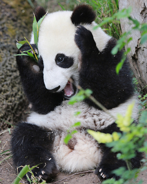 funnywildlife:  TOO CUTE FOR WORDS by WisteriaLane on Flickr. #Panda Cub Cutie  ~