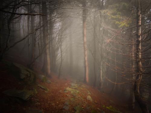 darkface:La nebbia nel bosco. (by neera*)