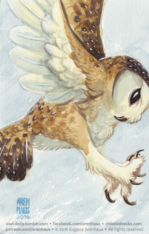  №477: Talon-ted owl.