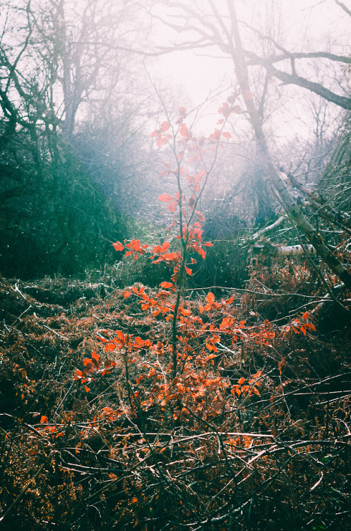 Somewhere in Denmark, February 2018 | NordsjællandWebsite | Instagram