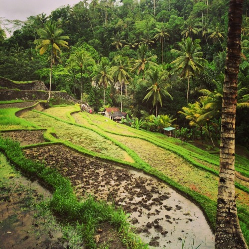 maddoverseas: 26 January - Pura Gunung Kawi, Tampaksiring About 18km north-east of Ubud, along litt