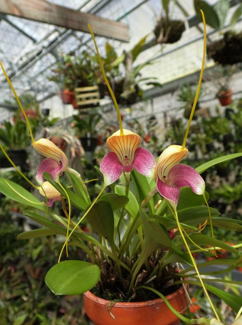 orchid-a-day:Masdevallia caudataSyn.: Masdevallia tricolor; Masdevallia shuttleworthii; et al.April 