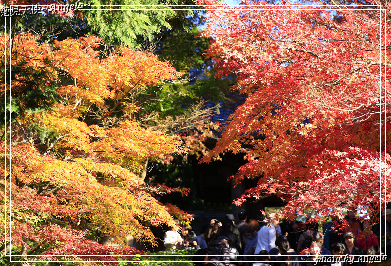 Angela 愛旅行 東京近郊賞楓 鎌倉古寺楓紅經典又唯美 首推円覺寺紅葉