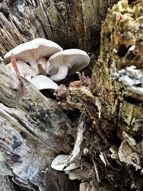Was Almost Late To Work Because I Saw A Whole Little World Growing Inside Of A Tree. Slowly Taking Over