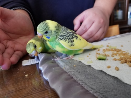 Kappa loves to eat. Oni loves to chew on things.Also pictured: Oni’s first attempt at climbing! (I h