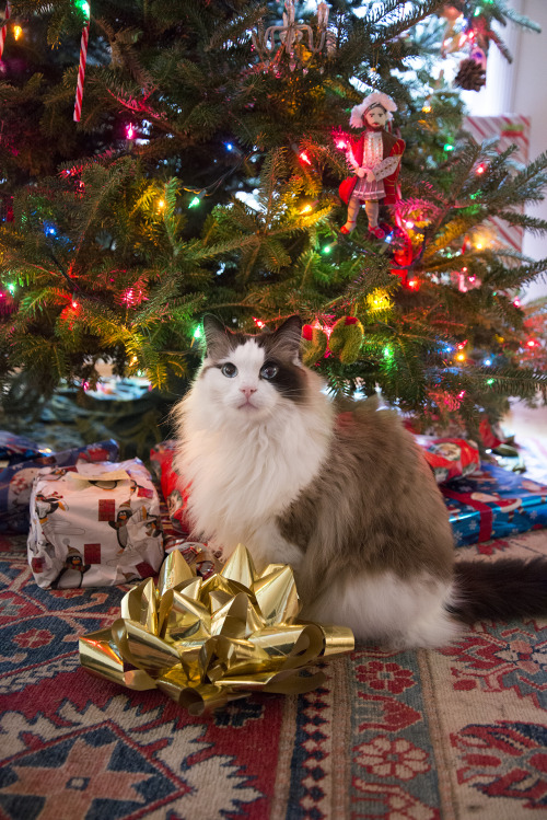adiostoreadumb:Merry Christmas from Eddie! Hope your Holiday is wonderful <3