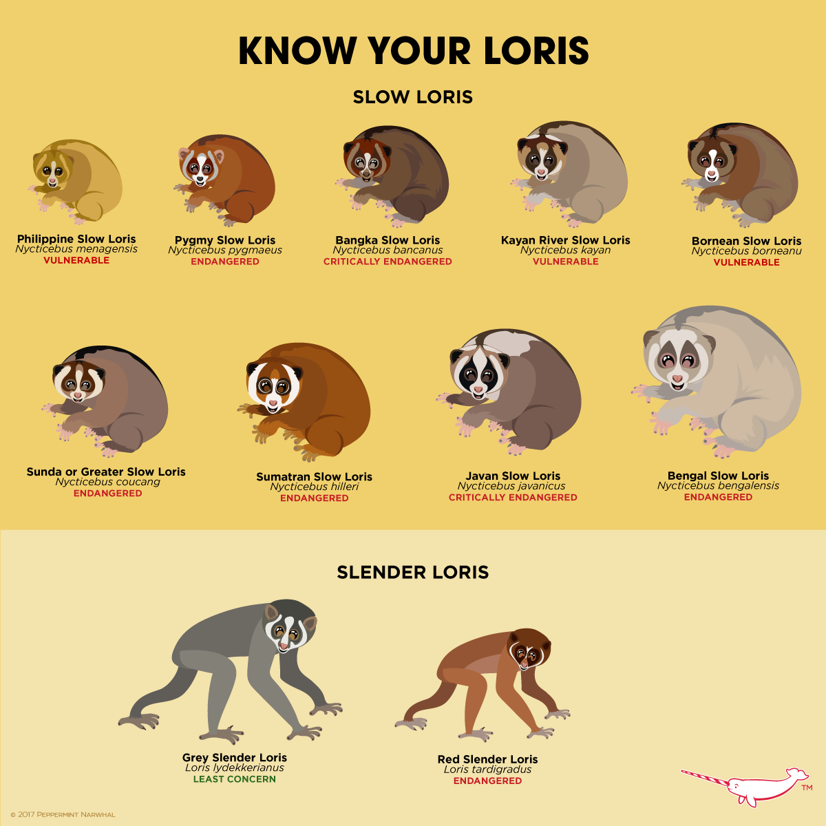 MyFrogCroaked — KNOW YOUR LORIS! Did you know there are 9 Slow...