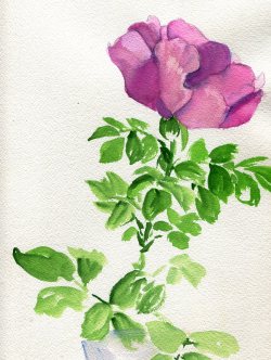 havekat: Longing  Watercolor and Gouache On Cotton Paper 9″x 12″, 2015 Wild Rose 