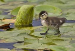 english-idylls:Duckling walking across lily