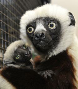 stunningpicture:  RIP Jovian, lemur host of Zoboomafoo