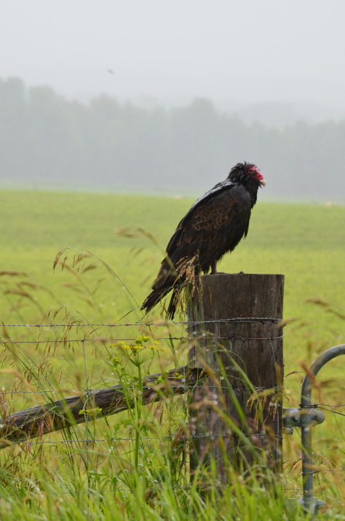 sierrarimek:  turkey vulture