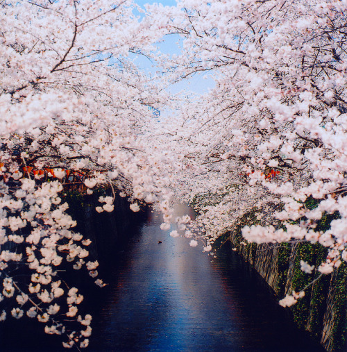 目黒川 桜祭り