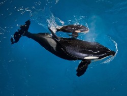 octopusgirl:  An orca whale helps guide her newborn to the water’s surface at SeaWorld San Antonio. The calf will be the final to be bred in captivity.