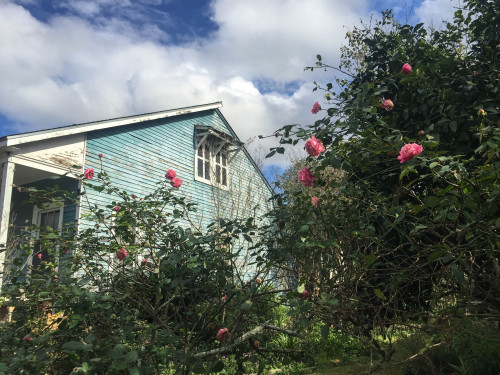 The Mysterious House in Carrollton. New Orleans, Louisiana. 2016.・For optimal photo quality, view th