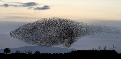 natvrist:staceythinx:Photographer Owen Humphreys captured these images of starling murmurations near