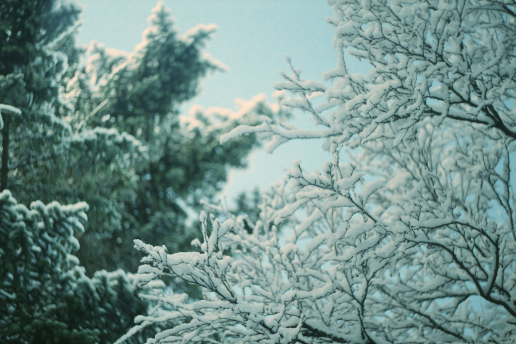 englishsnow:  Iceland 