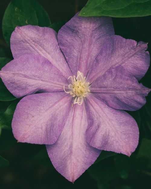 grand risings. #clematis #clematisflowerhttps://www.instagram.com/p/B_r9JH1lwai/?igshid=ray14gh74c