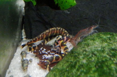 landowaterandaquaria:NoodlepileThey truly believe that they are masters at hiding and absconding.And