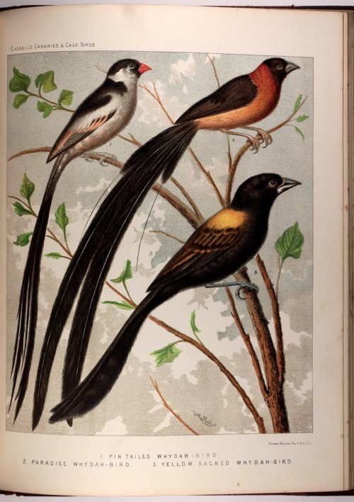 Canaries and Cage Birds - 19th century edition c188556 fine colour plates 