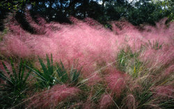 godfreyyouth:  Mist Grass (Muhlenbergia capillaris).