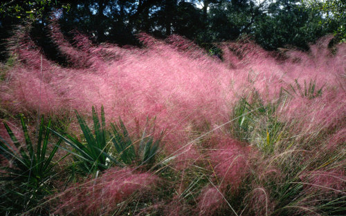 XXX godfreyyouth:  Mist Grass (Muhlenbergia capillaris). photo