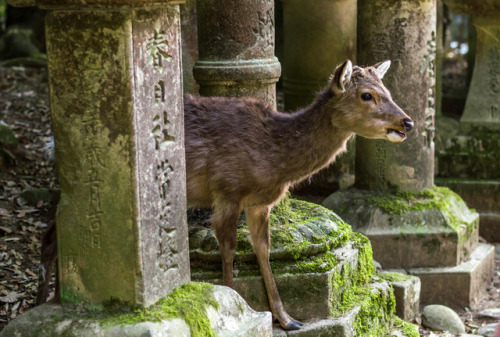 The infinite beauty of Nara