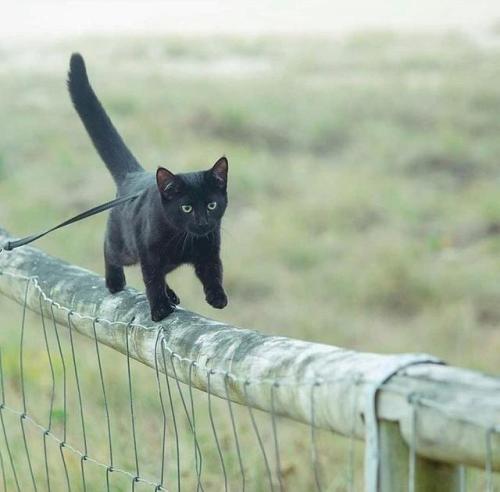 Running on the fence