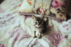 photogenicfelines:  (Duman) 